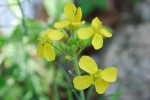 カブ(スズナ)	蕪	Brassica campestris	　3～4月　カブ (5)